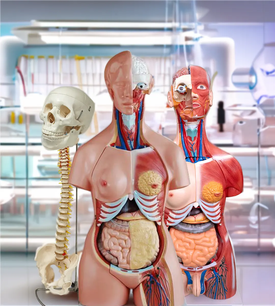 categoria-anatomicos-e-simuladores